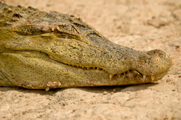 Obraz premium Alligator in Venezuela