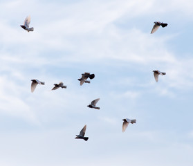 a flock of pigeons in the sky