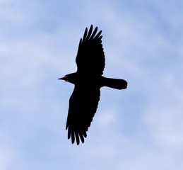 crows on the background of the sky with clouds