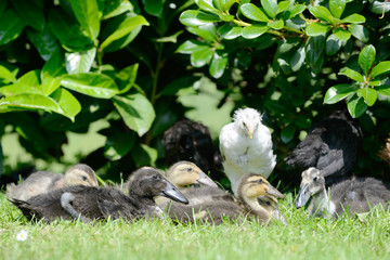 Domesticated ducks on meadow