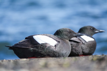 Black Guillemot on a pier
