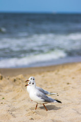 two seagulls walking