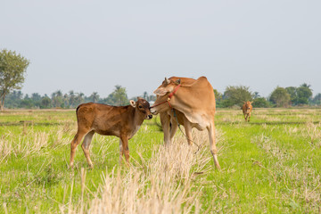 Cow and calf