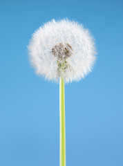 Dandelion flower on blue background. One object isolated. Spring concept.