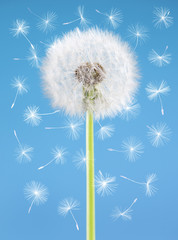 Dandelion flower with flying seeds on blue background. One object isolated. Spring concept.