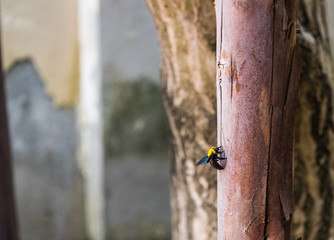 Carpenter bee