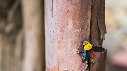 Carpenter bee