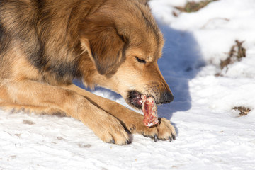 dog eats snow