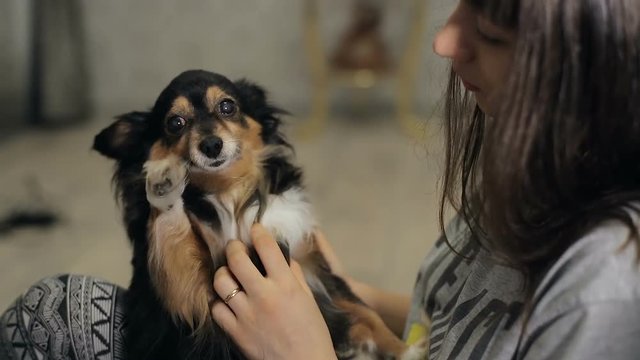 Small dog on a hands of mistress