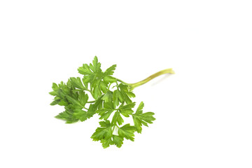 One branch of green parsley