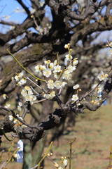 Fototapeta premium plum