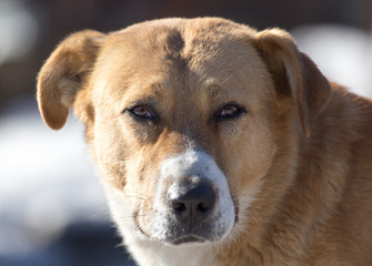 a stray dog on the nature