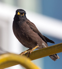 Indian starling in the city