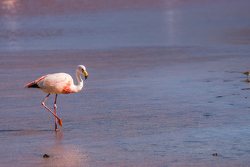 Fototapeta na wymiar Flamingo in der Laguna Colorada, Bolivien