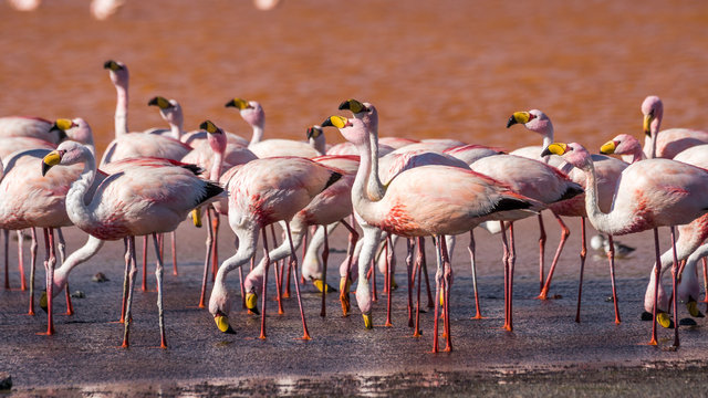 Fototapeta Flamingo-Gruppe in der Laguna Colorada, Bolivien