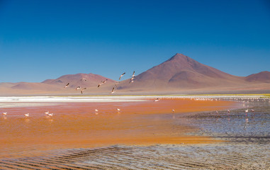 Flamingo in der Laguna Colorada, Bolivien