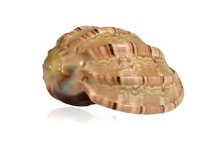 Seashells shellfish large harp (lat. Harpa major) on a white background, mirror reflection