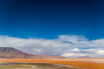 Flamingo in der Laguna Colorada, Bolivien