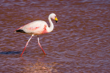 Plakat Flamingo in der Laguna Colorada, Bolivien