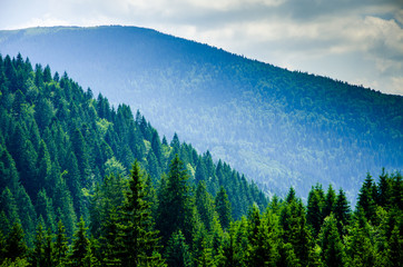 Summer mountain landscape, green hills and trees in the warm sunny day