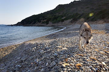 Czech Wolfdog in Sardinia, Italy