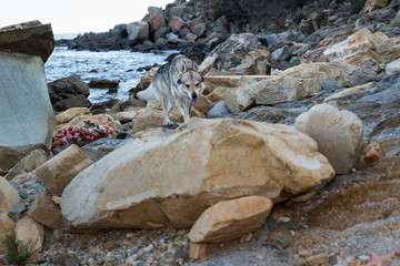 Czech Wolfdog in Sardinia, Italy
