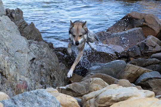Czech Wolfdog in Sardinia, Italy