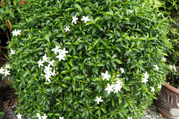  white flower and green leaf
