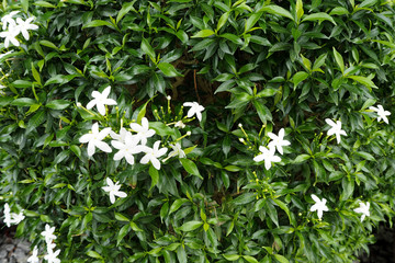  white flower and green leaf