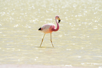 Fototapeta na wymiar Flamingo im Bolivianischen Altiplano