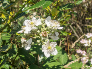 Blackberry