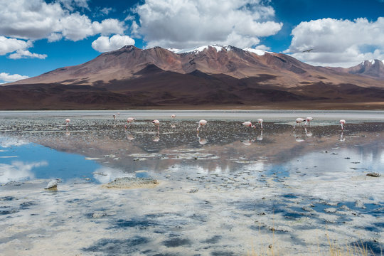 Laguna Hedionda mit Flamingos