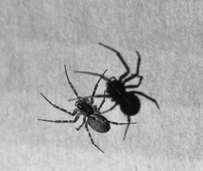 Spider