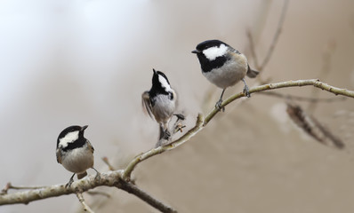 Two coal Tits are watching the process of the flight of the third