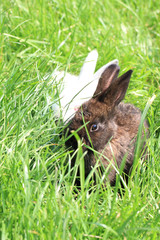 dark and white rabbit grass