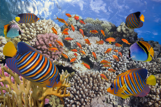 Underwater image of coral reef and tropical fishes. Red Sea