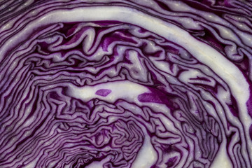Obraz premium Col lobarda morada
