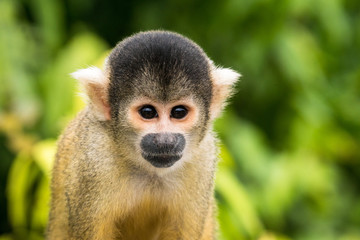 Totenkopfäffchen in den Bolivianischen Pampas de Yacuma