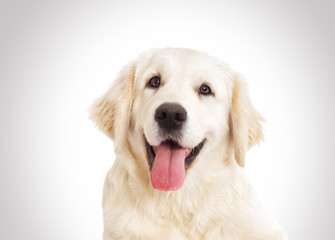 dog portrait on a gray background, a golden retriever