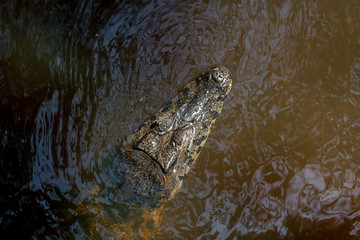 Naklejka premium Kajman czarny w boliwijskiej Pampas de Yacuma