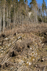  Forest being cut down turning into a dry lifeless field