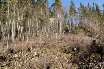  Forest being cut down turning into a dry lifeless field