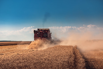 Fototapeta premium Combine harvester agriculture machine harvesting golden ripe wheat field