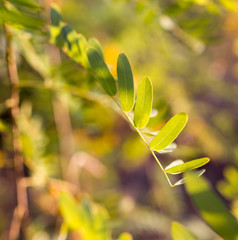 branch plants with green leaves at sunset