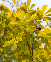 Chestnut branch with leaves at sunset