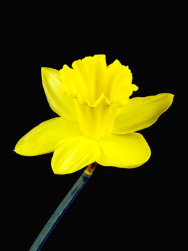 Gelbe Blüte einer Osterglocke freigestellt auf schwarzem Hintergrund