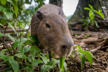 Capibara im Bolivianischen Amazonas-Regenwald