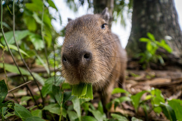 Capibara im Bolivianischen Amazonas-Regenwald