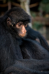 Klammeraffe im Bolivianischen Amazonas-Regenwald