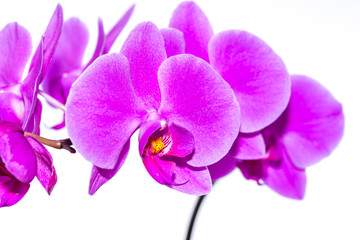 Lila Orchidee Makro
